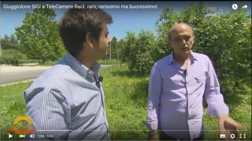 Giuggiolone-a-TeleCamere.jpg