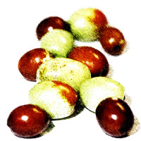 Ancients fruits