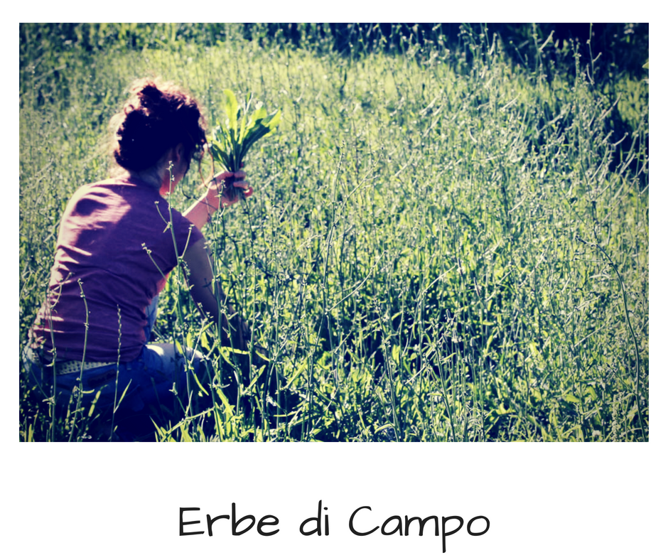 erbe-di-campo.png