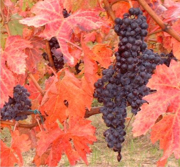 lacrima-mancinelli.jpg