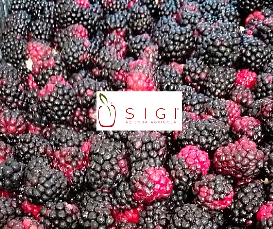 Che cosa sono le more di rovo | Azienda Agricola Si.Gi.