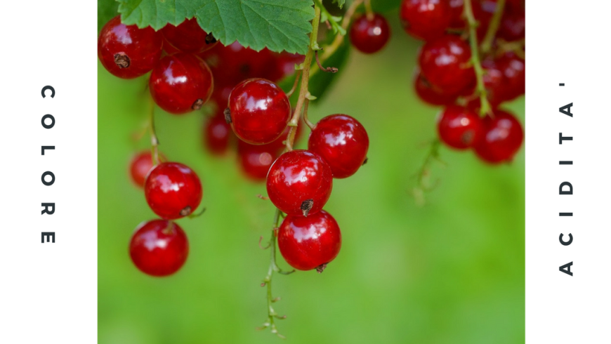 (Italiano) Ribes rosso: caratteristiche e proprietà
