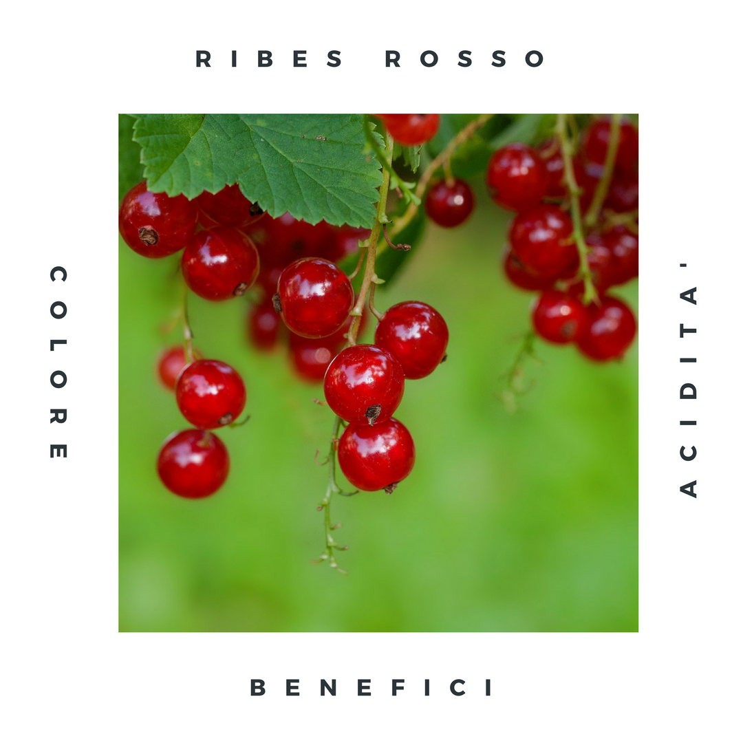 ribes-rosso.png