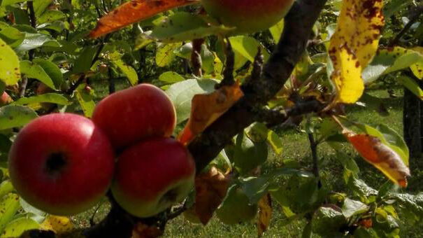 La nostra Mela Rosa dei Sibillini piccola e simile alla Mela Annurca rischia anch'essa di essere dimenticata