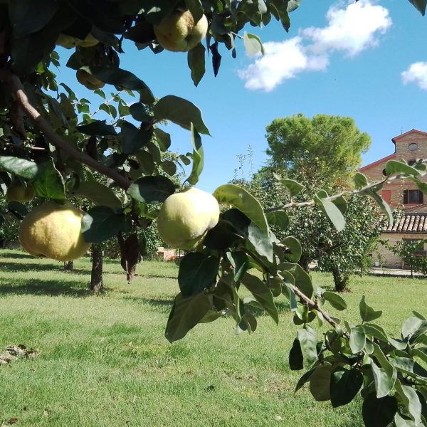 Frutti antichi